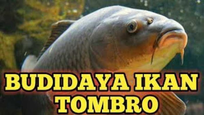 ikan_tombro