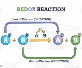 istockphoto-1347175487-1024×1024 Redox reaction as atoms chemical oxidation states change outline diagram. Labeled educational explanation scheme with electron gain and loss in oxidation or reduction process vector illustration.