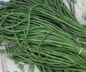 kacang_panjang_1