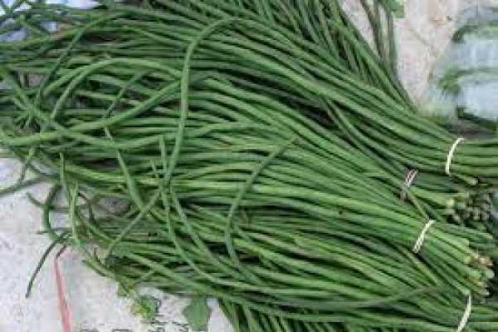 kacang_panjang_1