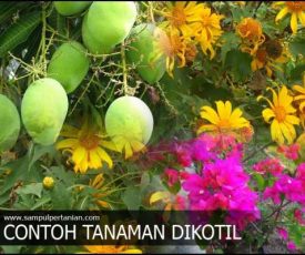 mangga