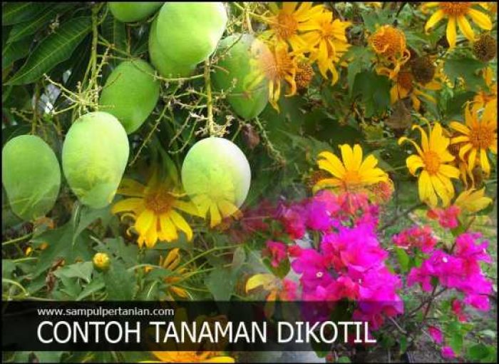 mangga