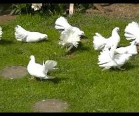 merpati