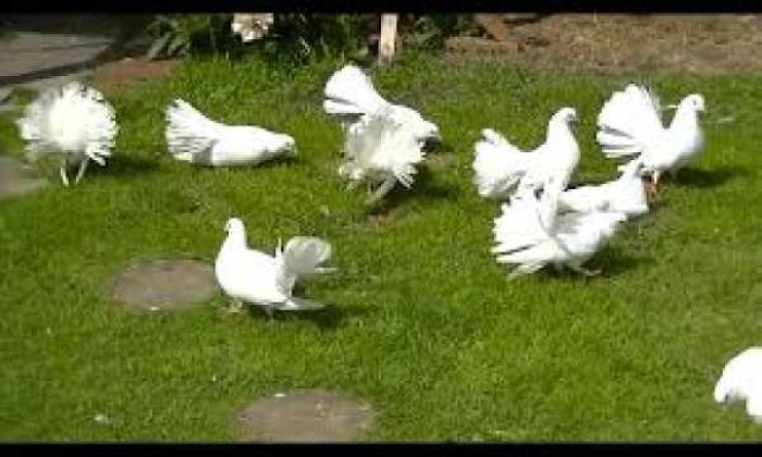 merpati