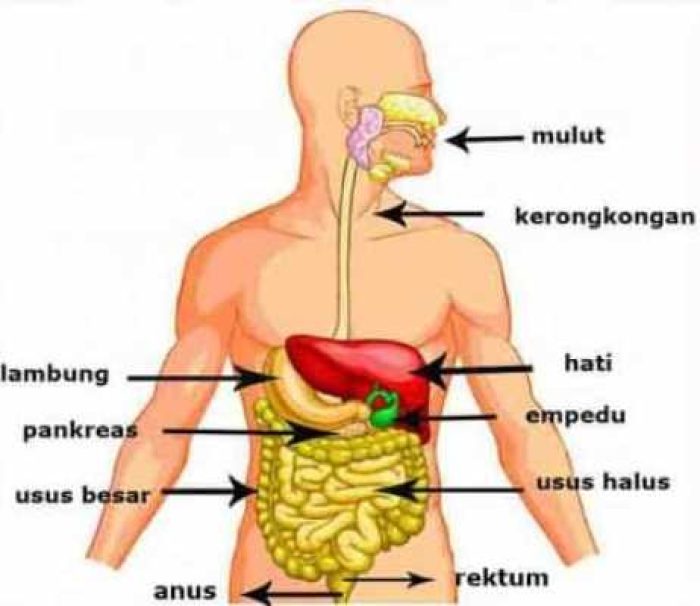 pencernaan