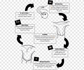 png-clipart-ovarian-cycle-the-menstrual-cycle-menstruation-flow-diagram-anatomy-heart-angle-mammal