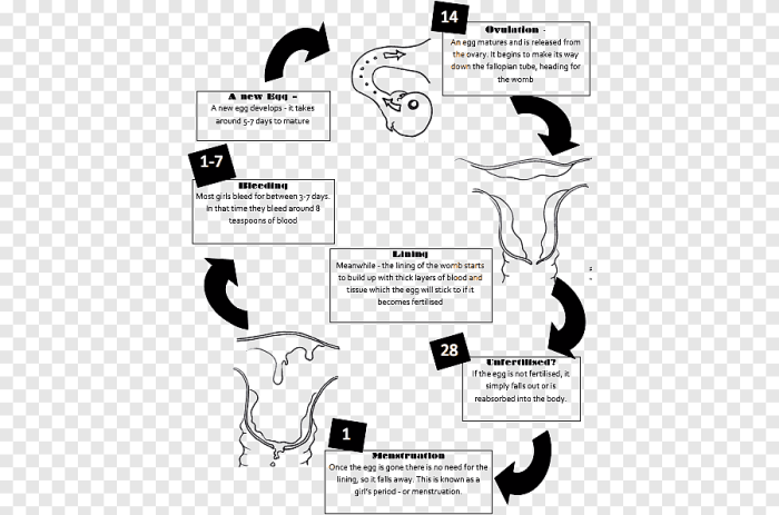 png-clipart-ovarian-cycle-the-menstrual-cycle-menstruation-flow-diagram-anatomy-heart-angle-mammal