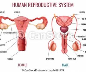 realistic-human-reproductive-system-image_csp74161774 realistic-human-reproductive-system-image_csp74161774