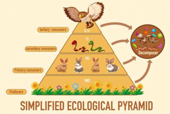 science-simplified-ecological-pyramid_1308-47308