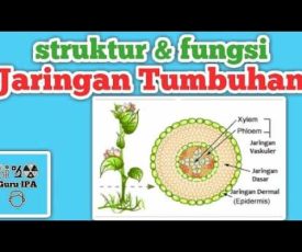 tmbuhan